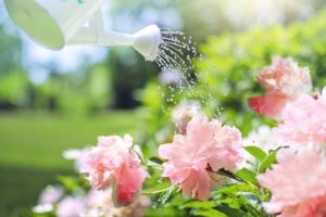 spring gardening tips